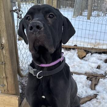Labrador Retriever and Great Dane Dogs Available for Adoption - Debo | PetCurious