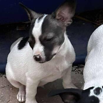 Rescue Chihuahua Dogs for Adoption in Seal Beach, California - Cozy | PetCurious