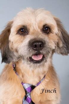 Finch -  Lhasa Apso and Shepherd Dog for Adoption in Gilbert, Arizona - Finch | PetCurious