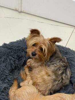 Chase -  Silky Terrier Dog for Adoption in Lehigh Acres, Florida - Chase | PetCurious