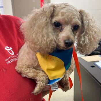 Tucker -  Miniature Poodle Dog for Adoption in Parrish, Alabama - Tucker | PetCurious
