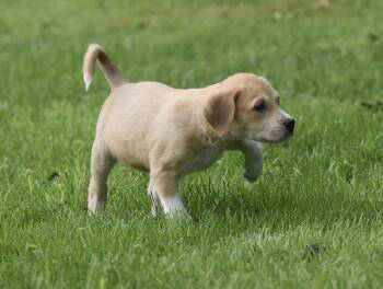 Daphne -  Labrador Retriever and Beagle Dog for Adoption in Mechanicsburg, Pennsylvania - Daphne | PetCurious