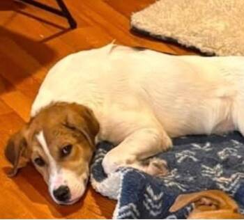 Stormy -  Anatolian Shepherd Dog for Adoption in Mattoon, Illinois - Stormy | PetCurious
