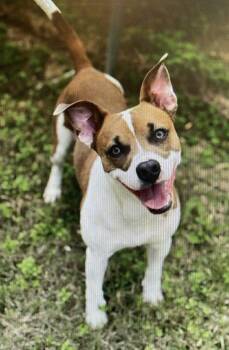 Rescue Pit Bull Terrier and Terrier Dogs for Adoption in Bartlesville, Oklahoma - Sammy | PetCurious