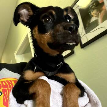 Oakley -  Rottweiler and Mixed Breed Dog for Adoption in Fayetteville, Arkansas - Oakley | PetCurious