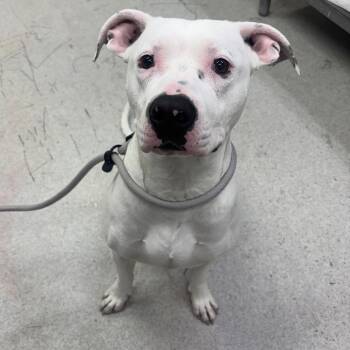 Mixed Breed Dogs Available for Adoption in Spokane, Washington - Breve | PetCurious