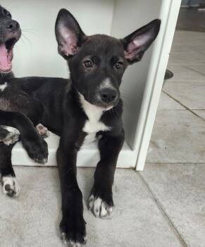Black Labrador Retriever and Shepherd Dogs Available for Adoption in Pflugerville, Texas - Fig | PetCurious
