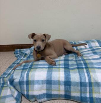 Holly Grace -  Mixed Breed Dog for Adoption in Douglas, Massachusetts - Holly Grace | PetCurious