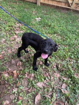 Devliners / Carrot -  Labrador Retriever and Mixed Breed Dog for Adoption in Broomfield, Colorado - Devliners / Carrot | PetCurious