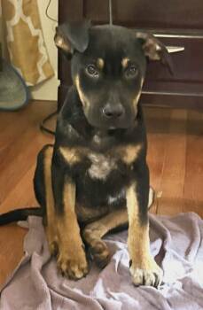 Ravi -  Mixed Breed Dog for Adoption in Northwood, New Hampshire - Ravi | PetCurious