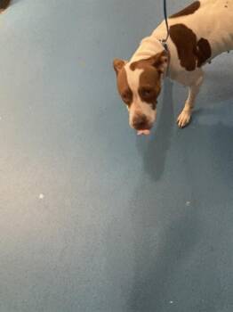 LISA -  Mixed Breed Dog for Adoption in Dallas, Texas - LISA | PetCurious