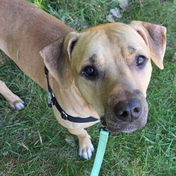 Ghost -  Mixed Breed Dog for Adoption in Mentor, Ohio - Ghost | PetCurious