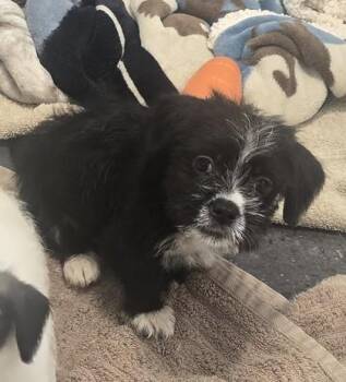 Porthos -  Mixed Breed Dog for Adoption in Schenectady, New York - Porthos | PetCurious