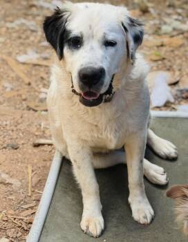7927 Harley Quinn -  Great Pyrenees and Mixed Breed Dog for Adoption in Hartwell, Georgia - 7927 Harley Quinn | PetCurious