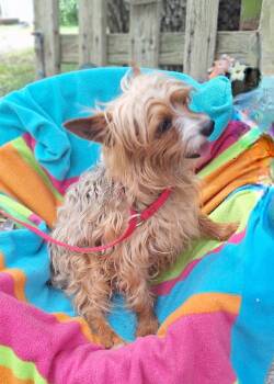 Yorkshire Terrier Dogs Available for Adoption in Missouri City, Texas - Taurino WA14332-T LOCAL Adoption Event In Bellevue 5-24 | PetCurious