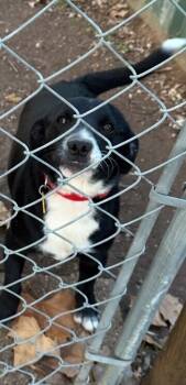 Rescue Labrador Retriever and Pointer Dogs for Adoption in Dallas, Texas - Skinny | PetCurious