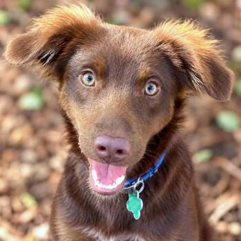 Tucker -  Spaniel and Flat Coated Retriever Dog for Adoption in Boerne, Texas - Tucker | PetCurious