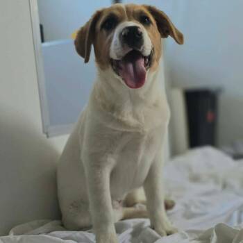 Shepherd Dogs Available for Adoption - Karma  | PetCurious