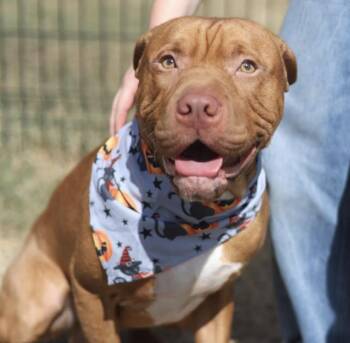 Lenny -  American Staffordshire Terrier Dog for Adoption in Huntington, New York - Lenny | PetCurious