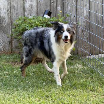 Banjo -  Australian Shepherd Dog for Adoption in Sumter, South Carolina - Banjo | PetCurious