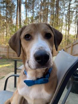 Rescue Labrador Retriever and Hound Dogs for Adoption in Douglasville, Georgia - Cooper | PetCurious
