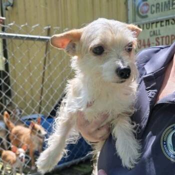 Chevy -  Yorkshire Terrier and Mixed Breed Dog Available for Adoption in Baton Rouge, Louisiana - Chevy | PetCurious
