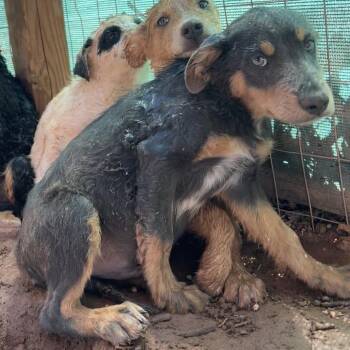 Ereyck -  Mixed Breed Dog for Adoption in Moab, Utah - Ereyck | PetCurious
