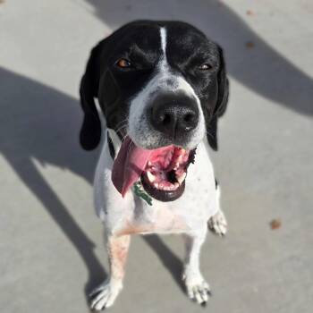 Rescue Pointer and Mixed Breed Dogs for Adoption in Olathe, Kansas - Dottie West | PetCurious