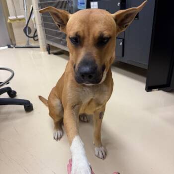 Fiona -  German Shepherd Dog and Mixed Breed Dog for Adoption in Winston-salem, North Carolina - Fiona | PetCurious