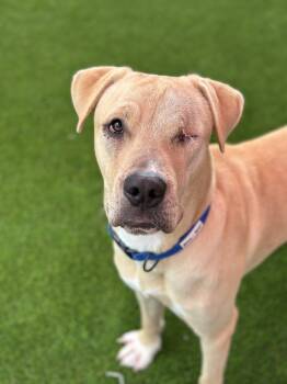 Rescue Labrador Retriever Dogs for Adoption in Glendale, Arizona - Warren | PetCurious