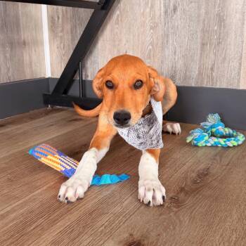 Mojito -  Doberman Pinscher and Great Pyrenees Dog for Adoption in Idaho Falls, Idaho - Mojito | PetCurious
