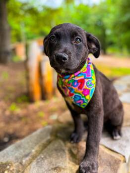 Labrador Retriever and Black Labrador Retriever Dogs Available for Adoption - Lacey | PetCurious