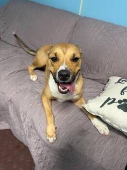 Gemma -  Mixed Breed Dog for Adoption in Wooster, Ohio - Gemma | PetCurious