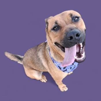Rescue Shepherd and Rhodesian Ridgeback Dogs for Adoption in Thousand Oaks, California - Haven -- URGENT! LONGTIME RESIDENT | PetCurious