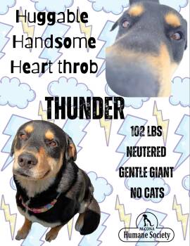 Thunder -  Rottweiler and German Shepherd Dog Dog for Adoption in Lincoln, Michigan - Thunder | PetCurious