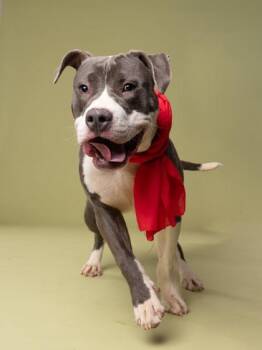 Armadillo -  Mixed Breed Dog for Adoption in Atlanta, Georgia - Armadillo | PetCurious