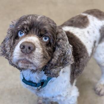 Cocker Spaniel Dogs Available for Adoption in Jasper, Indiana - Teddy | PetCurious
