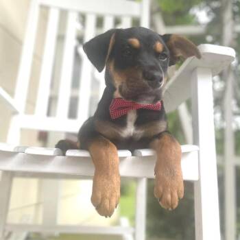 Colton -  Shepherd and Mixed Breed Dog for Adoption - Colton | PetCurious