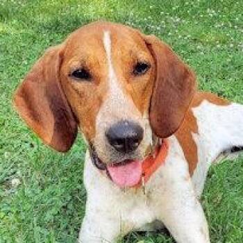 English Coonhound Dogs Available for Adoption - Jake (TN) | PetCurious