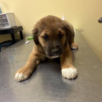 Tonic -  German Shepherd Dog Dog for Adoption in Myrtle Beach, South Carolina - Tonic | PetCurious
