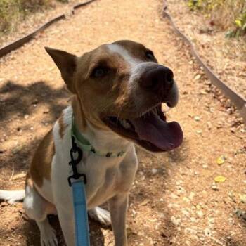Warren -  Mixed Breed Dog for Adoption in Bentonville, Arkansas - Warren | PetCurious
