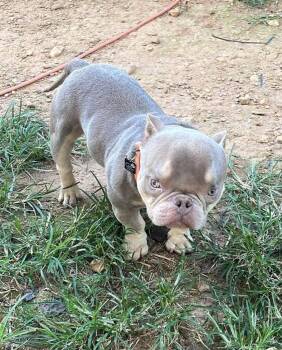 Bobble (special needs) -  Pit Bull Terrier Dog for Adoption in Spotsylvania Courthouse, Virginia - Bobble (special Needs) | PetCurious