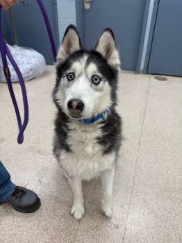 Zeus -  Husky Dog for Adoption in Teterboro, New Jersey - Zeus | PetCurious