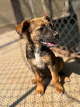 Malificent -  Shepherd Dog for Adoption in Woodstock, Ontario - Malificent | PetCurious