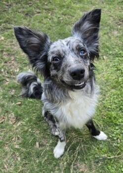 Domino #1233 -  Border Collie Dog Available for Adoption in Lucas, Texas - Domino #1233 | PetCurious
