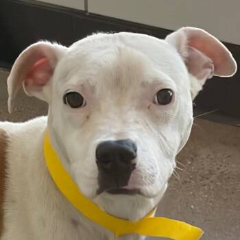 Harvey -  Mixed Breed Dog for Adoption in Middletown, Rhode Island - Harvey | PetCurious