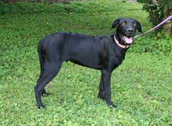 Bruno -  Labrador Retriever and Australian Shepherd Dog for Adoption in Pulaski, Tennessee - Bruno | PetCurious