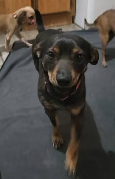 Dachshund and Terrier Dogs Available for Adoption - Sunny | PetCurious