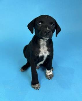 Gordito -  Mixed Breed Dog for Adoption in Alvin, Texas - Gordito | PetCurious