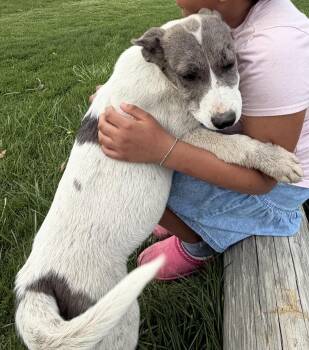 Great Dane Dogs Available for Adoption in Hindsboro, Illinois - Sierra | PetCurious